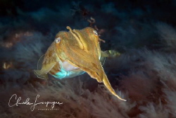 Squid moving by Claude Lespagne 